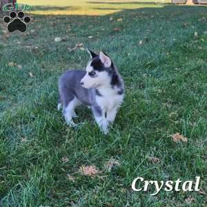 Crystal, Siberian Husky Puppy