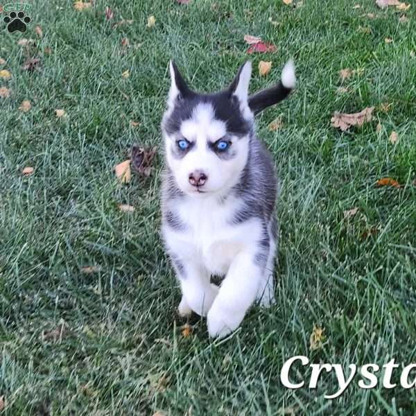 Crystal, Siberian Husky Puppy