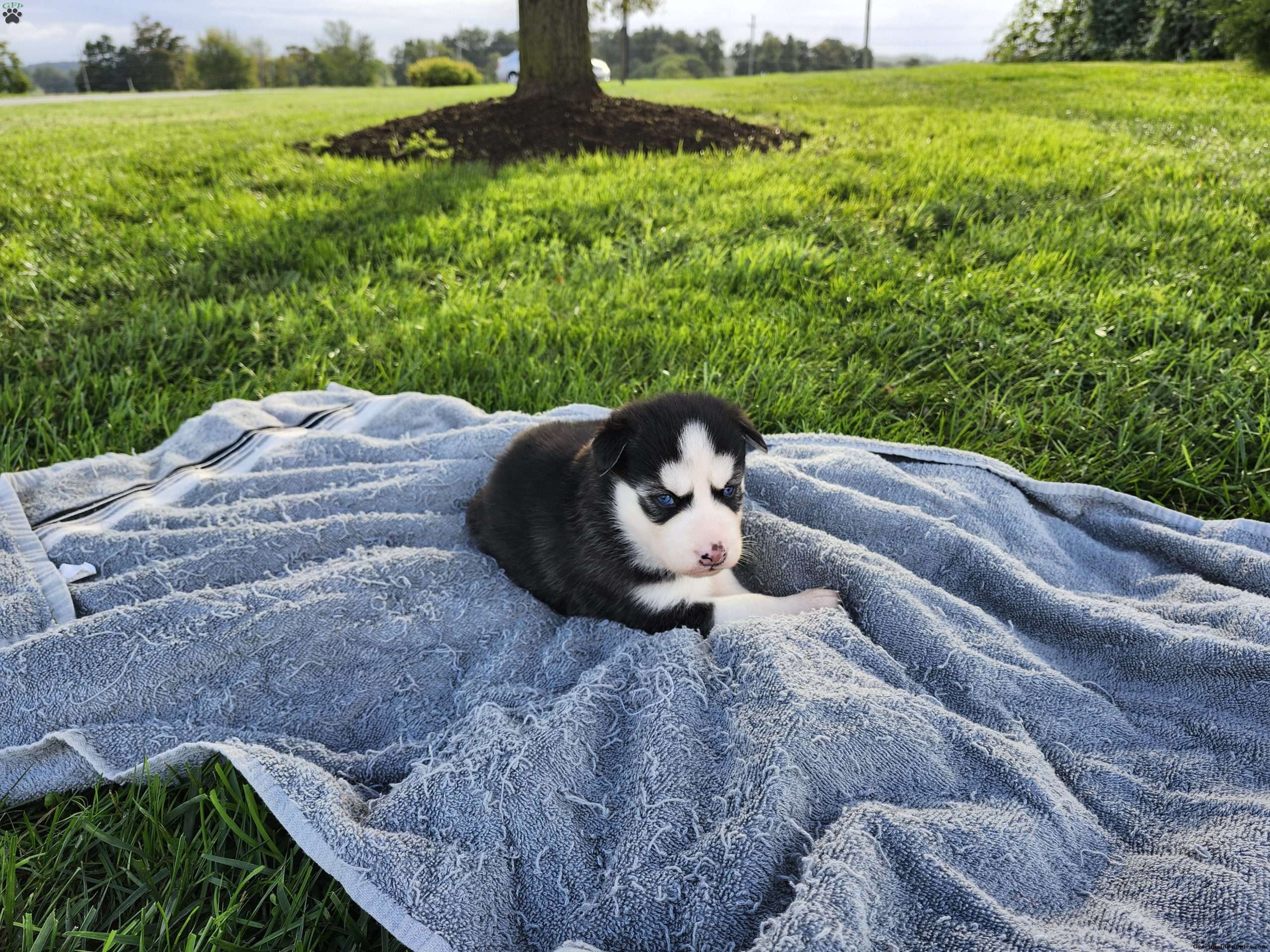 Crystal Siberian Husky Puppy For Sale in Pennsylvania