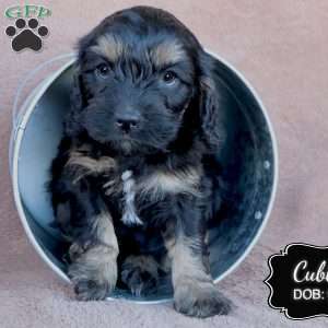 Cubby, Cavapoo Puppy