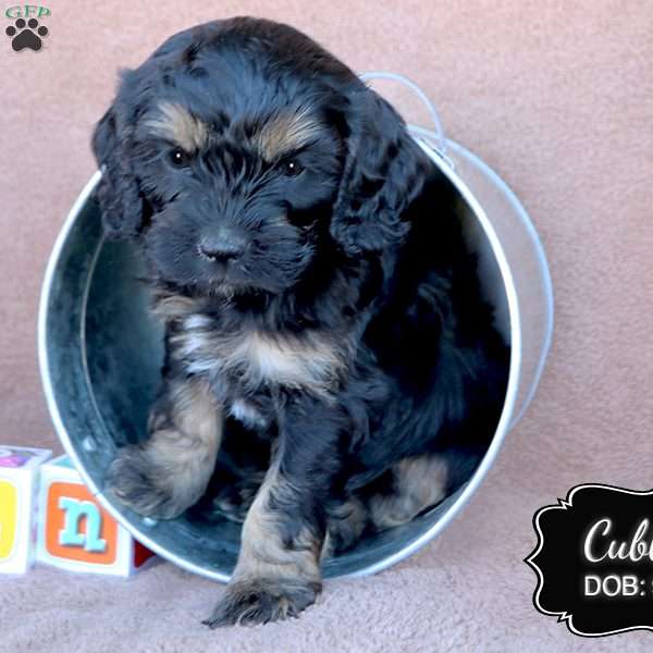 Cubby, Cavapoo Puppy