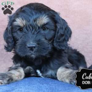 Cubby, Cavapoo Puppy