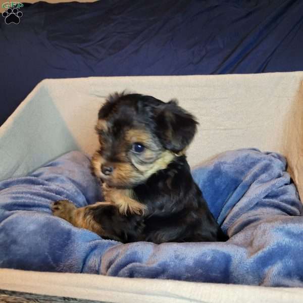 Raspberry, Morkie / Yorktese Puppy