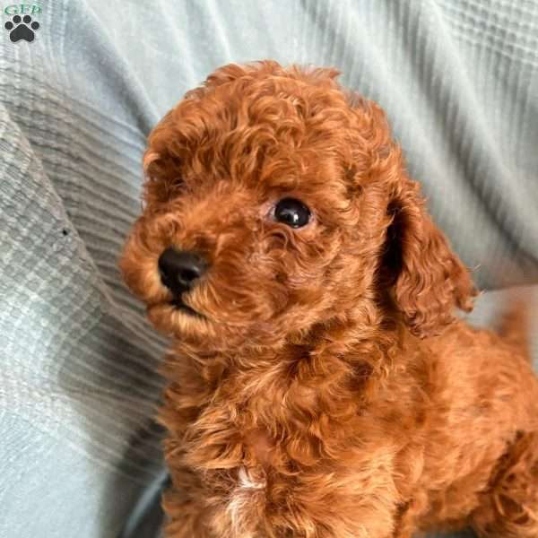 Tamika, Toy Poodle Puppy