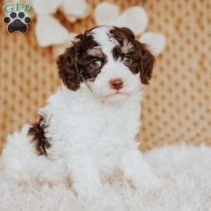 Eddy, Toy Poodle Puppy