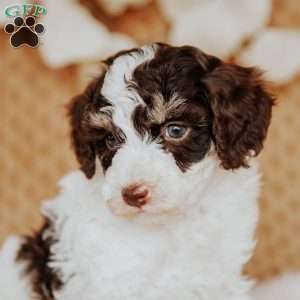 Eddy, Toy Poodle Puppy