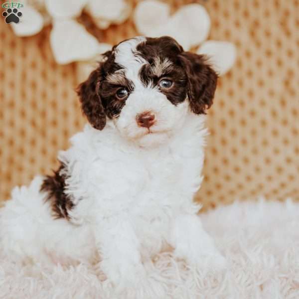 Eddy, Toy Poodle Puppy