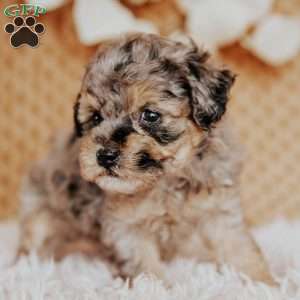 Elaine, Toy Poodle Puppy