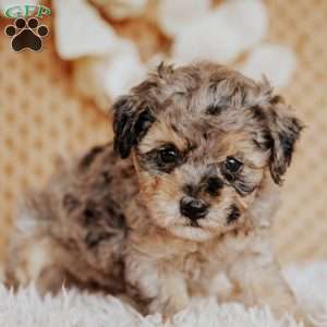 Elaine, Toy Poodle Puppy