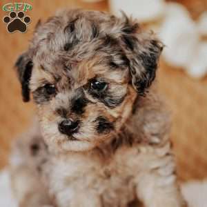 Elaine, Toy Poodle Puppy