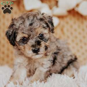 Elaine, Toy Poodle Puppy