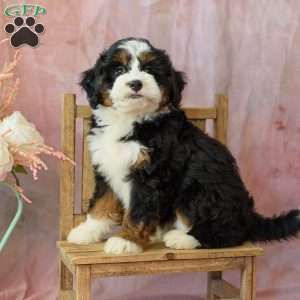 Ellie, Mini Bernedoodle Puppy