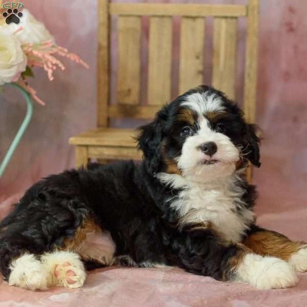 Ellie, Mini Bernedoodle Puppy