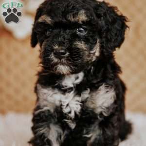 Elliot, Toy Poodle Puppy