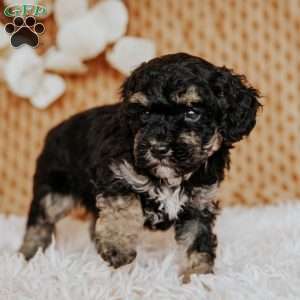 Elliot, Toy Poodle Puppy