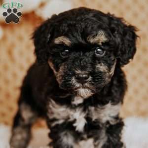 Elliot, Toy Poodle Puppy