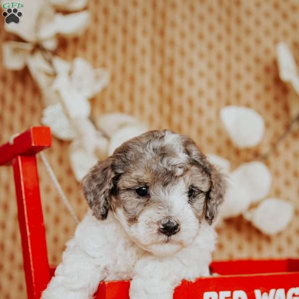 Elmo, Toy Poodle Puppy