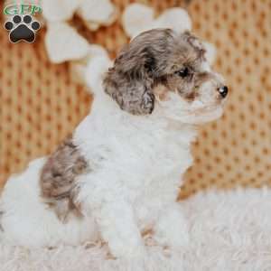 Elmo, Toy Poodle Puppy