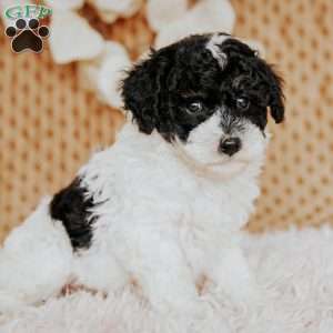 Ernie, Toy Poodle Puppy