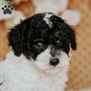 Ernie, Toy Poodle Puppy