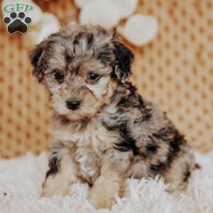 Eva, Toy Poodle Puppy