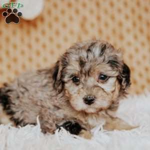 Eva, Toy Poodle Puppy