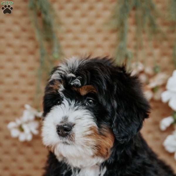 Gaby, Bernedoodle Puppy