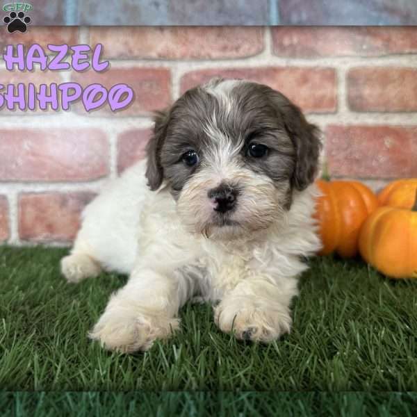 Hazel, Shih-Poo Puppy