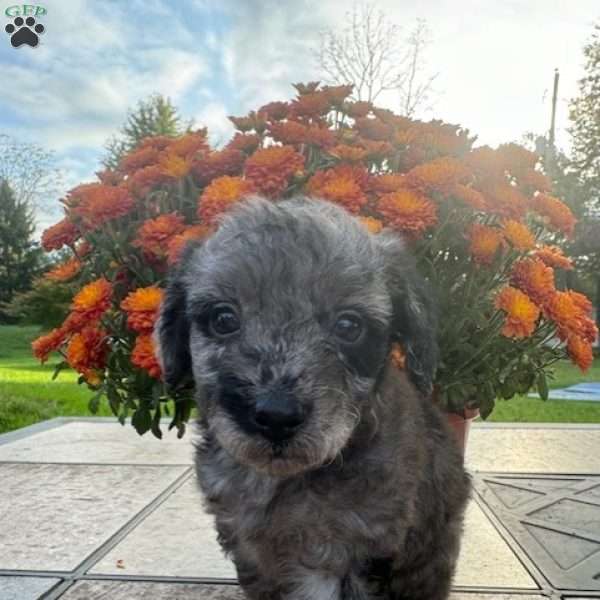 Kit Kat, Miniature Poodle Puppy