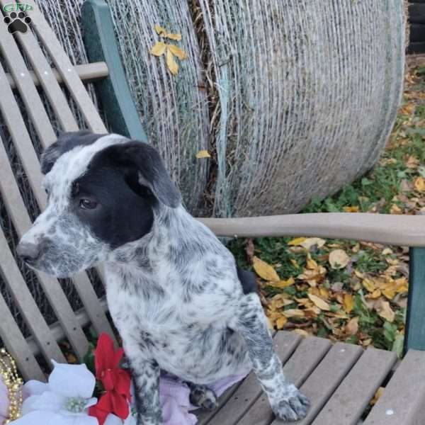 Abigail, Blue Heeler Mix Puppy