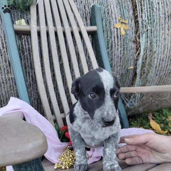 Lady, Blue Heeler Mix Puppy