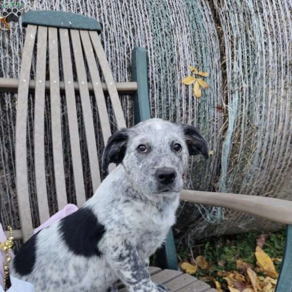 Bandit, Blue Heeler Mix Puppy