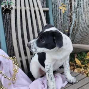 Boomer, Blue Heeler Mix Puppy