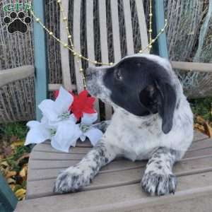 Freddy, Blue Heeler Mix Puppy