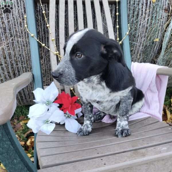 Diesel, Blue Heeler Mix Puppy