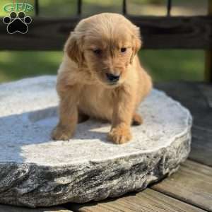 Max, Golden Retriever Puppy