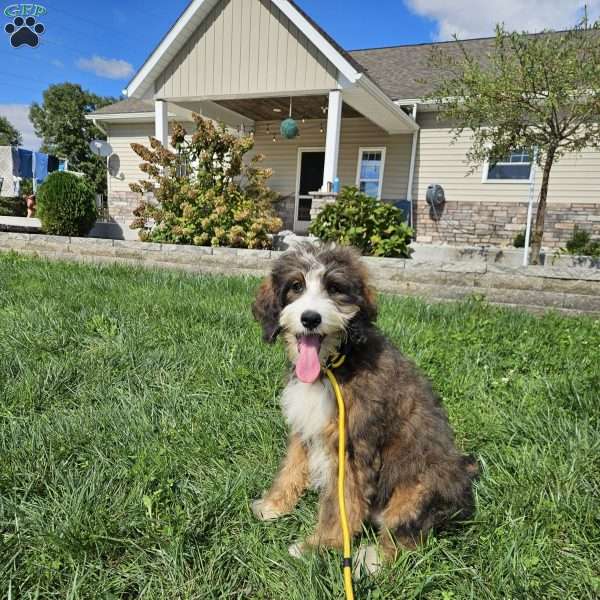 Nola, Bernedoodle Puppy