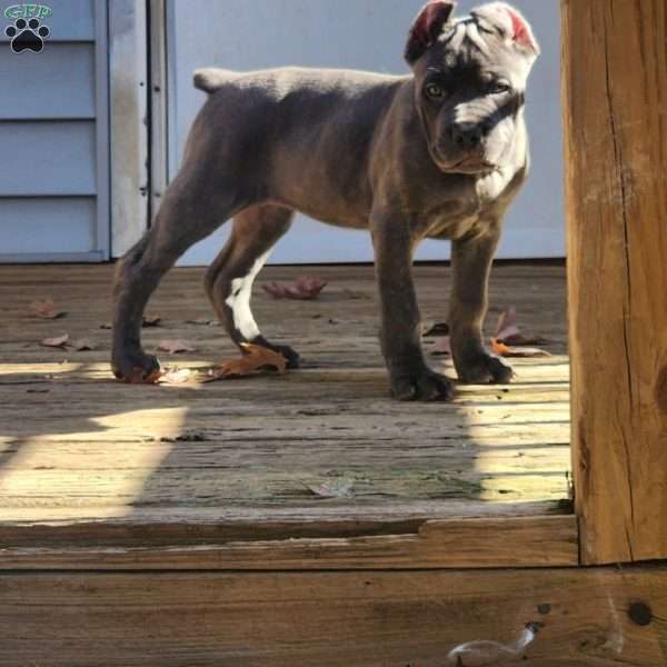 Orange, Cane Corso Puppy