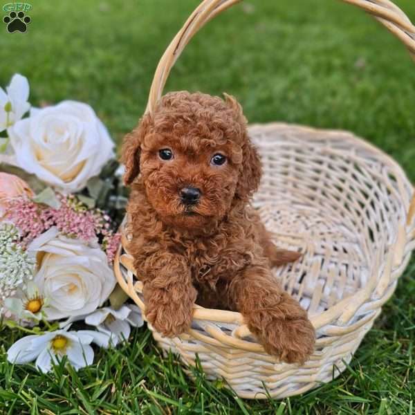 Emily, Mini Goldendoodle Puppy