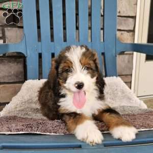 Cooper, Bernedoodle Puppy