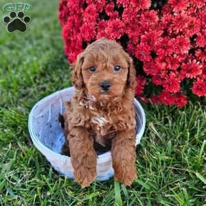 Elvis, Mini Goldendoodle Puppy