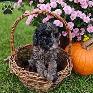 Elsa, Mini Goldendoodle Puppy