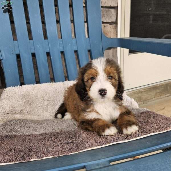 Sammy, Bernedoodle Puppy