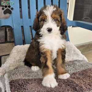 Cooper, Bernedoodle Puppy