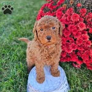 Ernie, Mini Goldendoodle Puppy