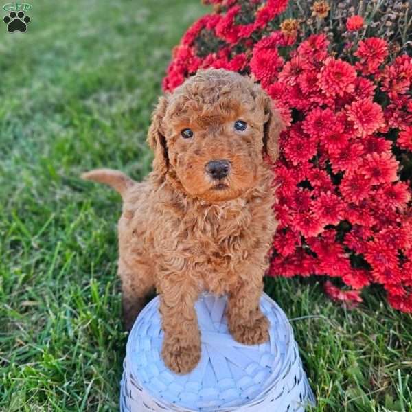 Ernie, Mini Goldendoodle Puppy