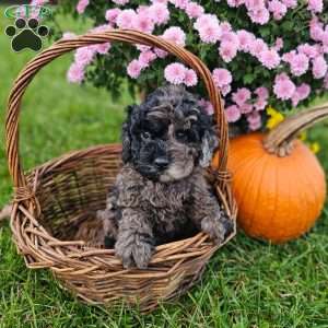 Elsa, Mini Goldendoodle Puppy