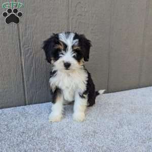 Ginger, Bernedoodle Puppy