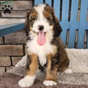 Cooper, Bernedoodle Puppy