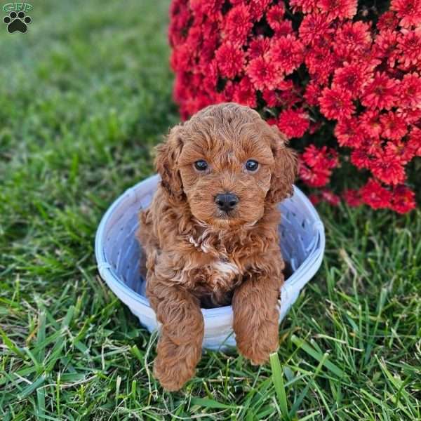 Elvis, Mini Goldendoodle Puppy